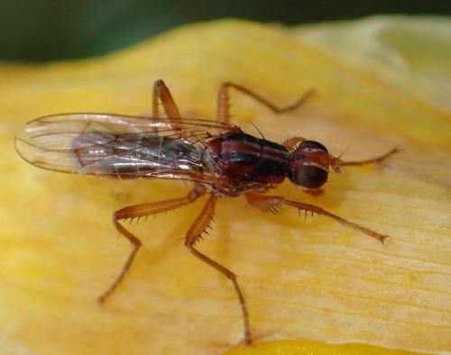 Norellia spinipes